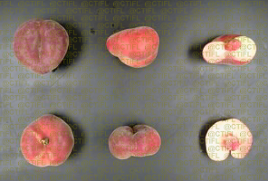 Fiches variétales Pêches Nectarines - Variété Flatbuzz, pêche plate à chair blanche (coupe)